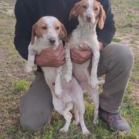 Cuccioli Segugio Beagle