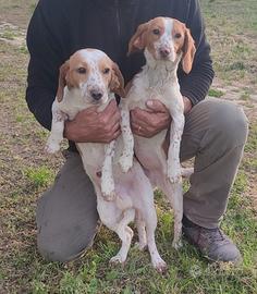 Cuccioli Segugio Beagle