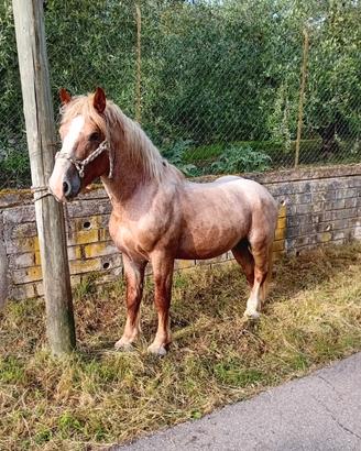 Cavallo tpr