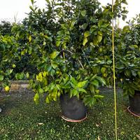 Pianta di limone eta oltre 6 anni