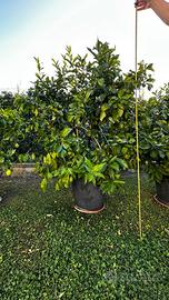Pianta di limone eta oltre 6 anni