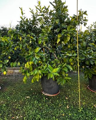 Pianta di limone eta oltre 6 anni