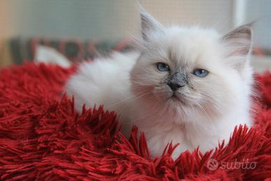 NATALIE gattina razza ragdoll con pedigree