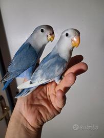 Inseparabili allevati a mano