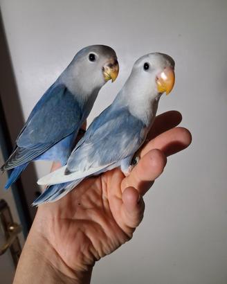 Inseparabili allevati a mano
