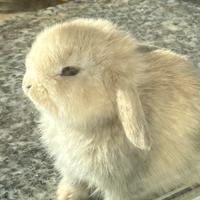 Coniglio nano maschio a Novara