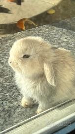 Coniglio nano maschio a Novara