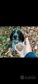 Cani da tartufo
