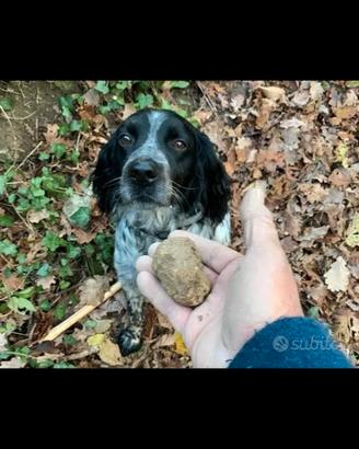 Cani da tartufo