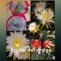 talee di pitaya frutto del drago