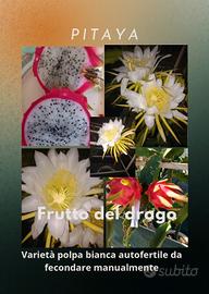 talee di pitaya frutto del drago