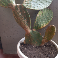 Cactus Fichi di India