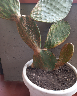 Cactus Fichi di India
