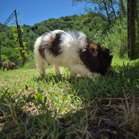 Lagotto Romagnolo femmina roana