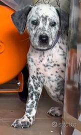Incrocio Dalmata Corso, maschio