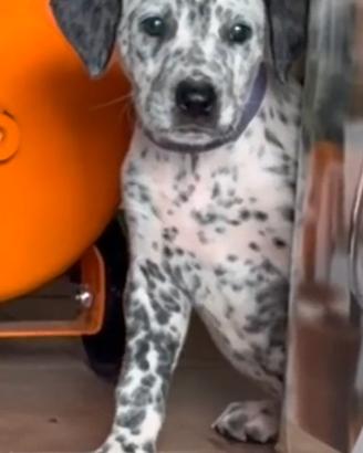 Incrocio Dalmata Corso, maschio