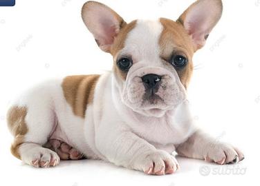 Bulldog francese