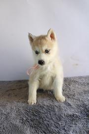 Siberian Husky con pedigree enci