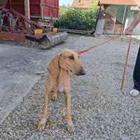 Segugio caccia alla lepre