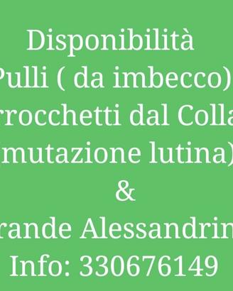 Pulli da imbecco