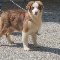 Cucciolo Australian shepherd