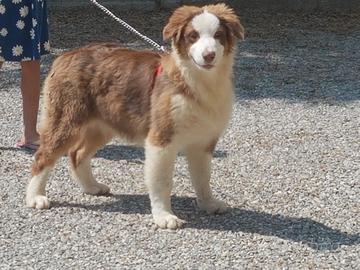 Cucciolo Australian shepherd