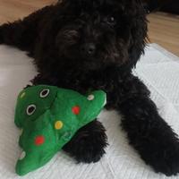 Amica/amico per Pinot