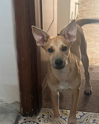 Cucciolo di meticcio