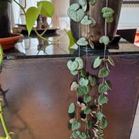 Ceropegia woodii in vaso di ceramica tusca