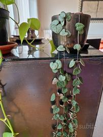 Ceropegia woodii in vaso di ceramica tusca