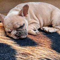 Bulldog francese femmina