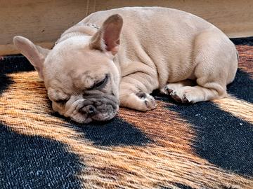 Bulldog francese femmina
