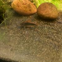 Corydoras Aeneus pesce tropicale