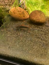 Corydoras Aeneus pesce tropicale