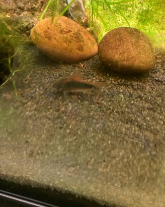 Corydoras Aeneus pesce tropicale
