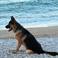 Pastore tedesco disponibile x monta