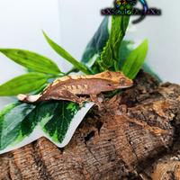 Disponibile Ciliatus ID: BR