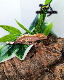 Disponibile Ciliatus ID: BR