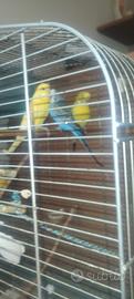 cocoritie 