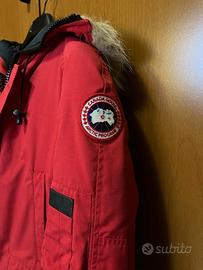 Canada goose Chilliwack

