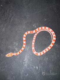 Serpente del grano