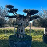 Piante di ulivo per il giardino