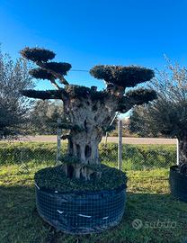 Piante di ulivo per il giardino