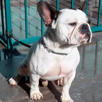 Bulldog francese maschio per accoppiamento
