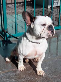 Bulldog francese maschio per accoppiamento