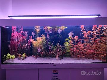 acquario juwel