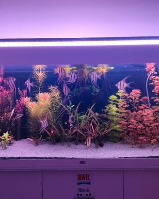 acquario juwel