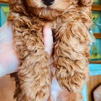 Cucciolo di barboncino toy marrone