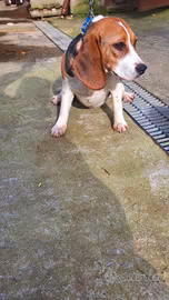 Beagle