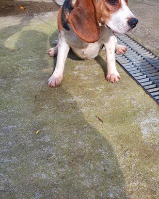Beagle